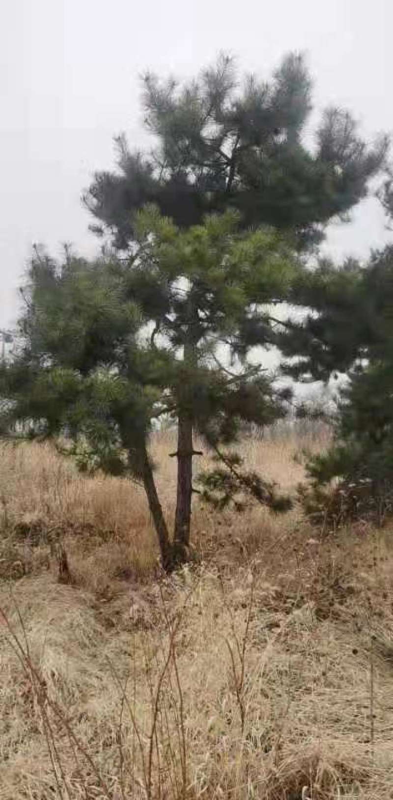 处理造型油松