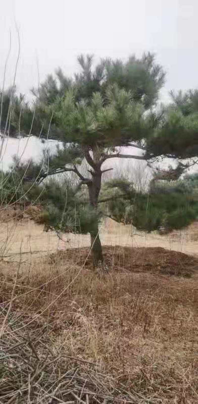 处理造型油松