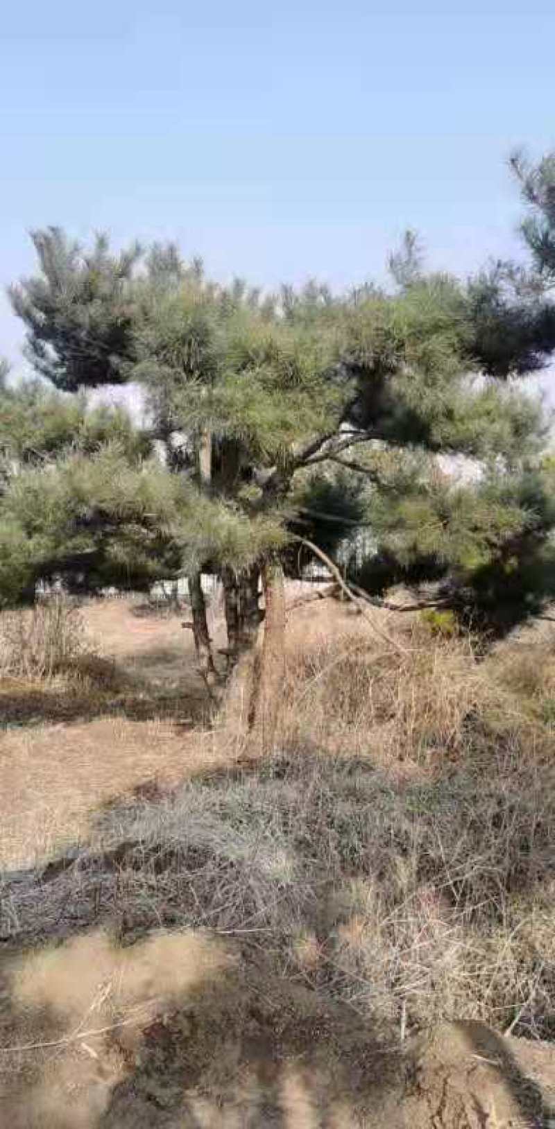 处理造型油松