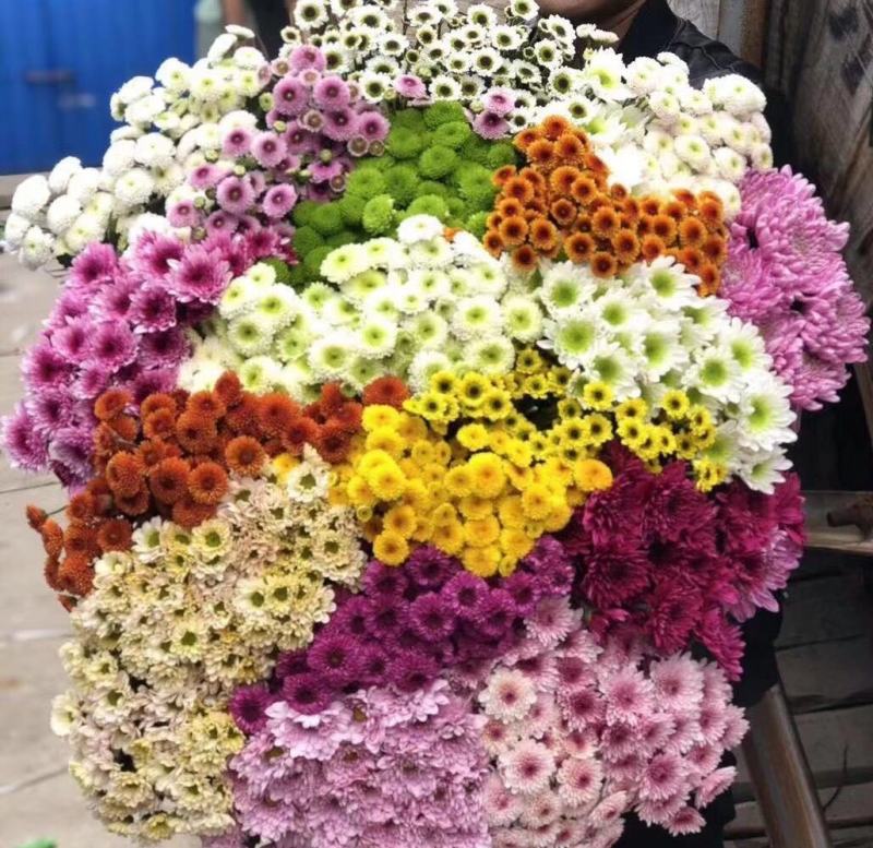 基地小雏菊，新鲜大量到货，10支一扎，混装搭配一件