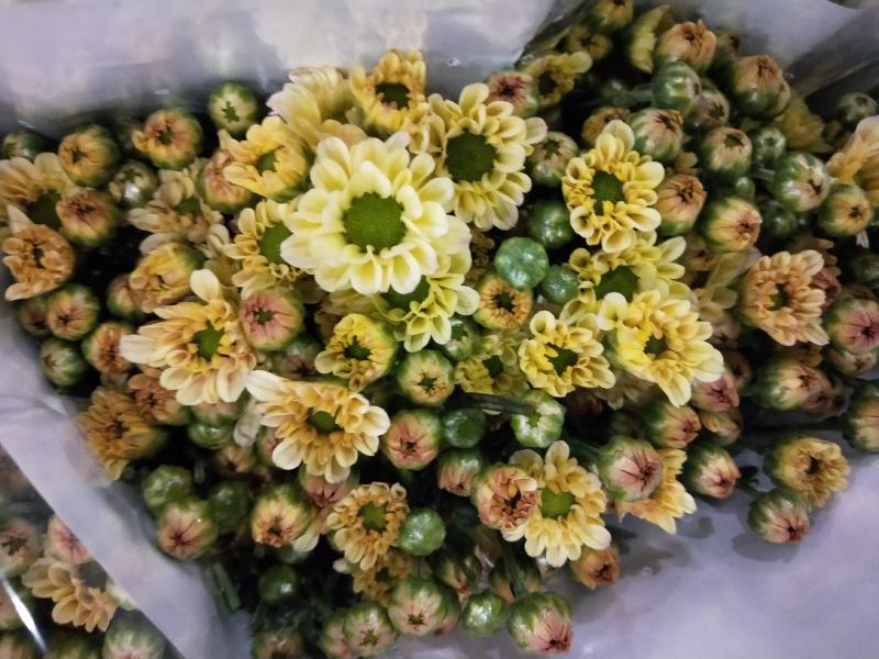 基地小雏菊，新鲜大量到货，10支一扎，混装搭配一件