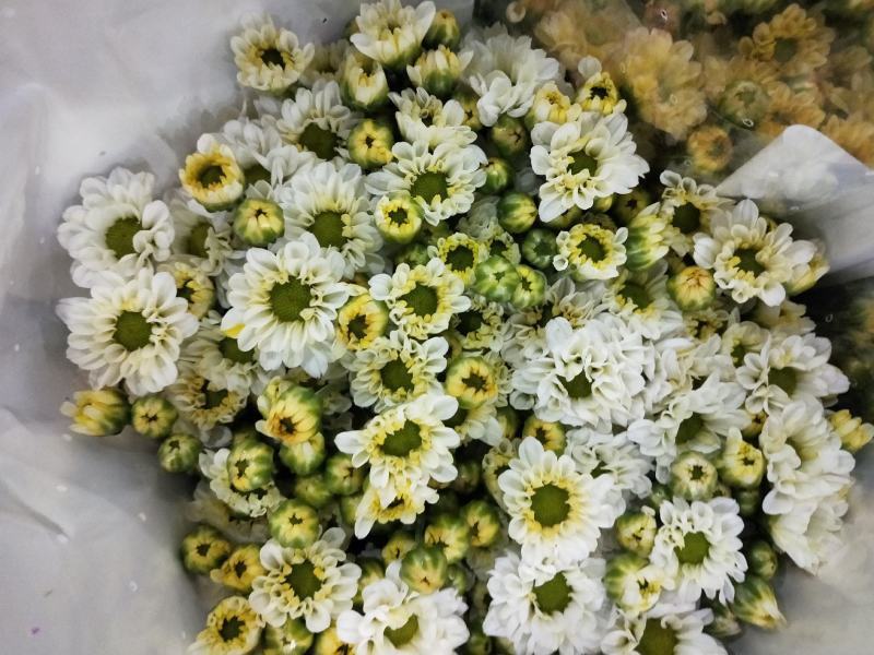 基地小雏菊，新鲜大量到货，10支一扎，混装搭配一件