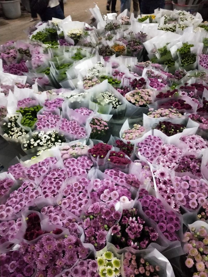 基地小雏菊，新鲜大量到货，10支一扎，混装搭配一件