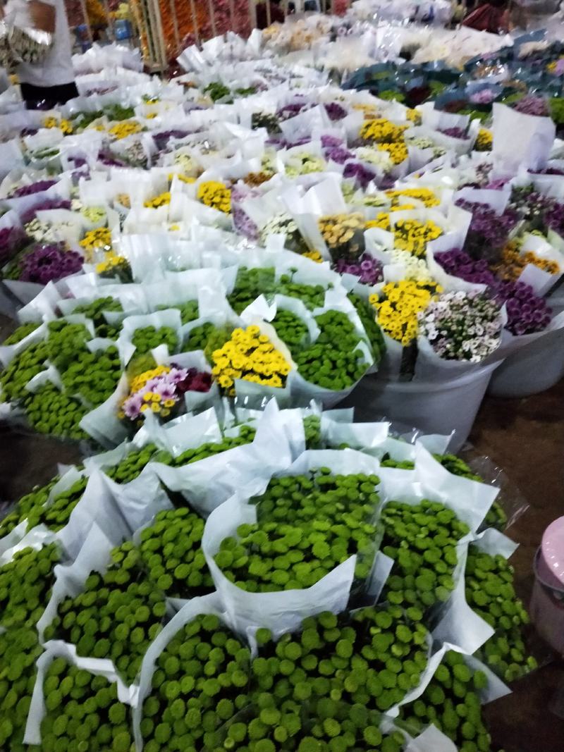 基地小雏菊，新鲜大量到货，10支一扎，混装搭配一件