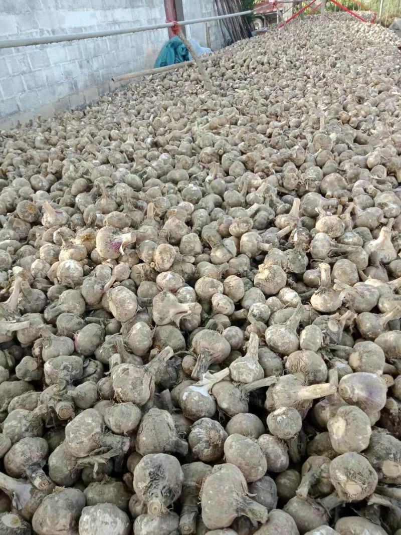 邳州市新鲜紫皮大蒜上市中。大蒜