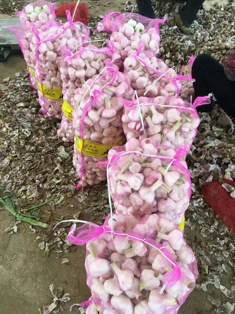邳州市新鲜紫皮大蒜上市中。大蒜