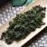 中药材绞股蓝茶粉五叶参粉七叶胆粉绞股蓝现磨粉包邮