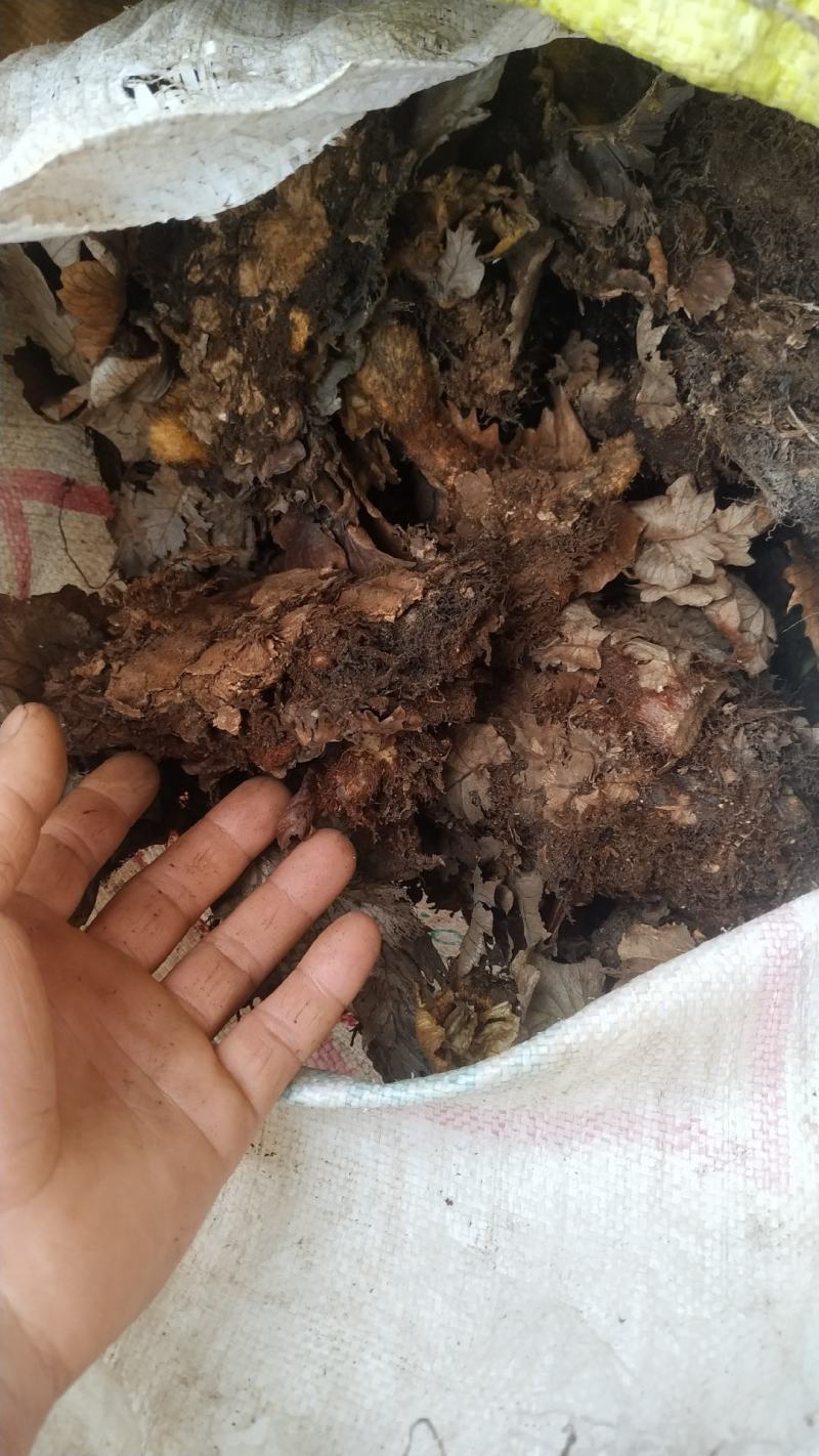 骨碎补鲜货