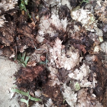 骨碎补鲜货