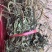 野生车前草干货，纯野生车前草水洗干货无杂质扎把，统货