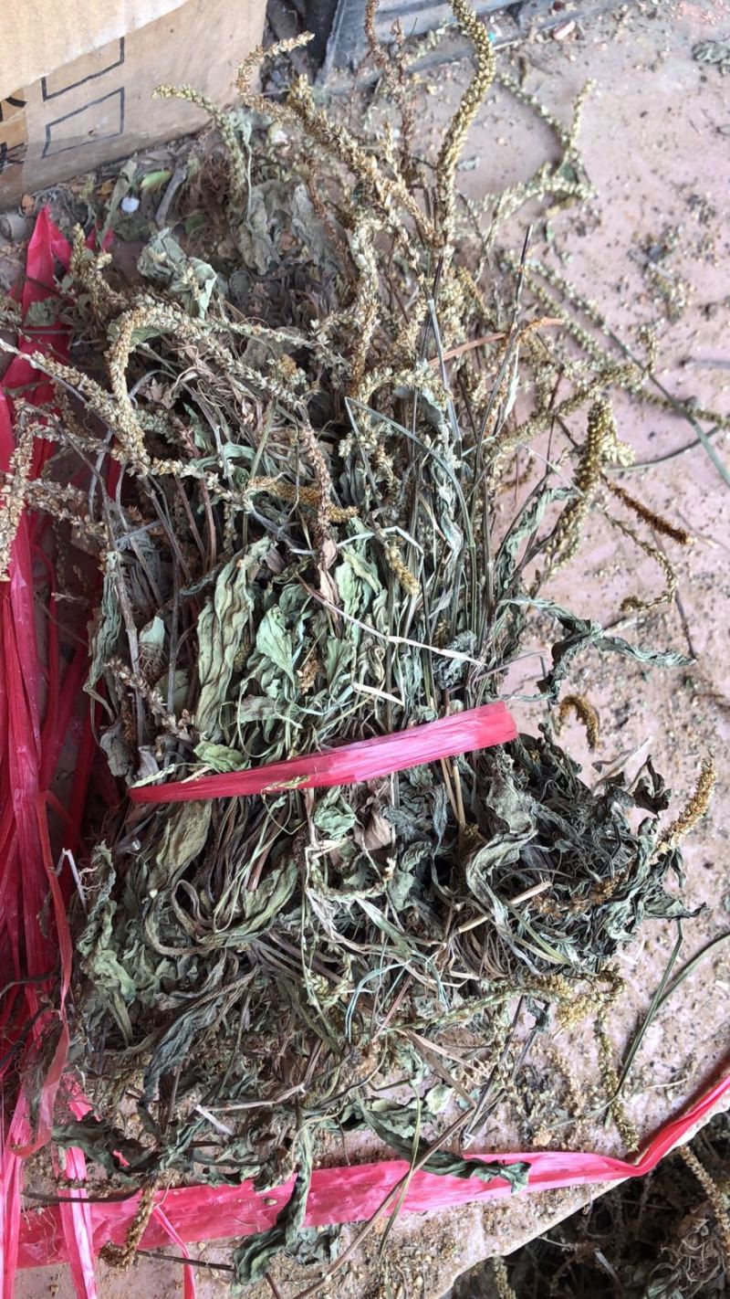 野生车前草干货，纯野生车前草水洗干货无杂质扎把，统货