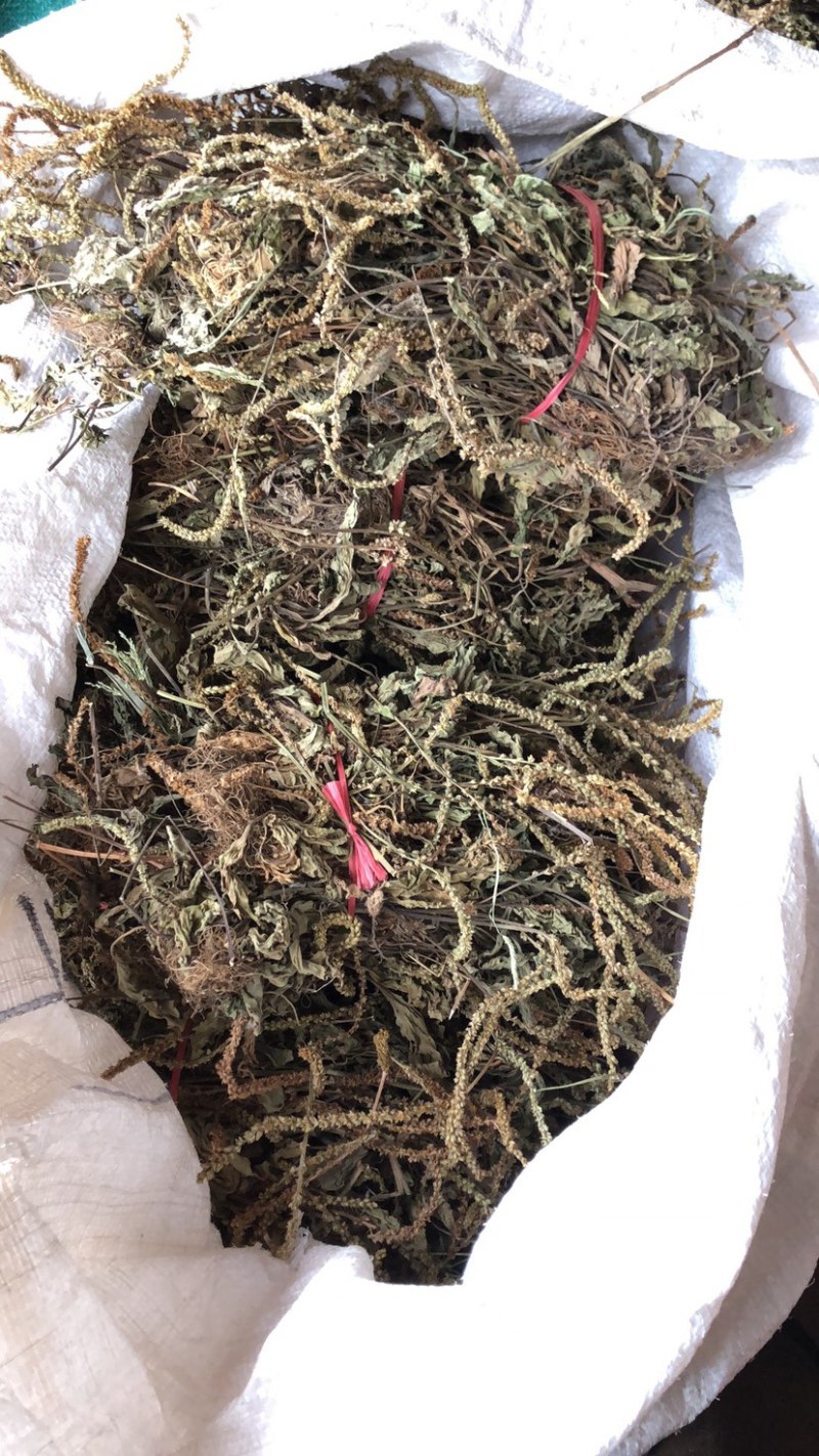 野生车前草干货，纯野生车前草水洗干货无杂质扎把，统货