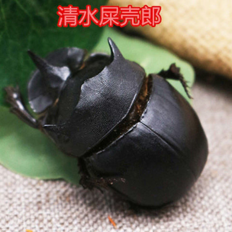 中药材大将军粉屎壳郎粉蜣螂虫推粪虫中药材包邮清水