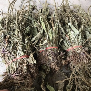 野生车前草干货，纯野生车前草水洗干货无杂质扎把，统货