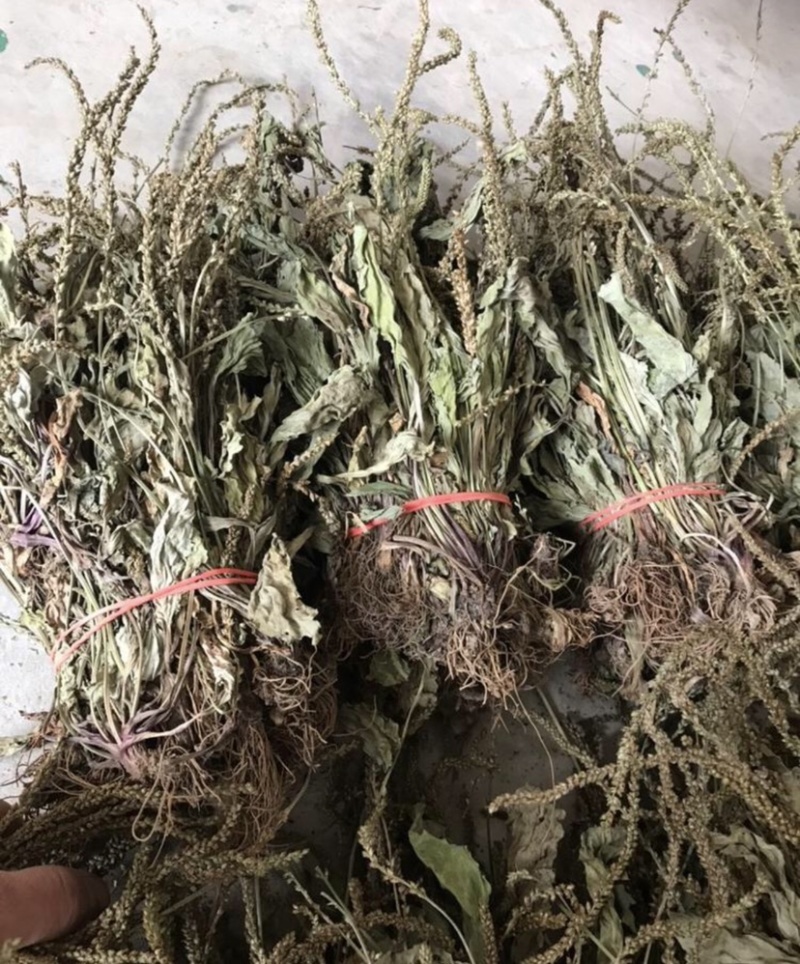 野生车前草干货，纯野生车前草水洗干货无杂质扎把，统货