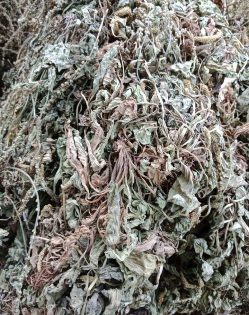 野生车前草干货，纯野生车前草水洗干货无杂质扎把，统货