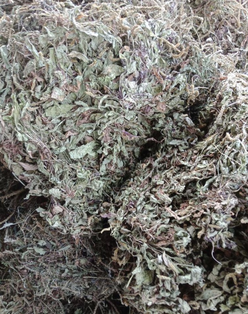 野生车前草干货，纯野生车前草水洗干货无杂质扎把，统货