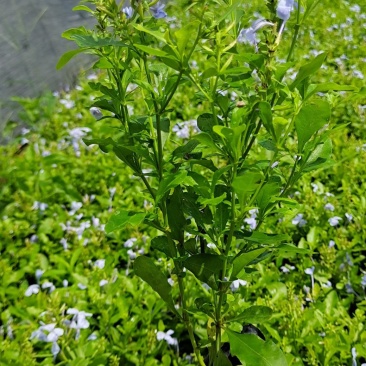 蓝雪花山灰柴假靛角柱花场地直销大量供应
