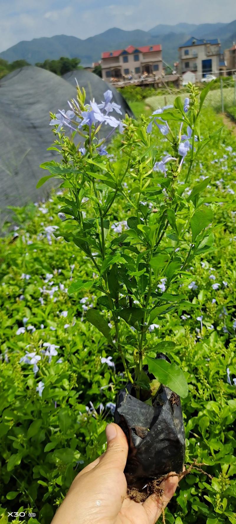 蓝雪花山灰柴假靛角柱花场地直销大量供应