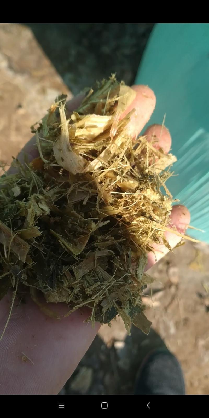 青储饲料，一次性直接打包，山东德州玉米秸秆青储饲料