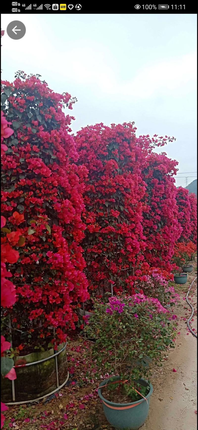 紫薇花瓶造型骨架，三角梅花瓶，圆柱骨架