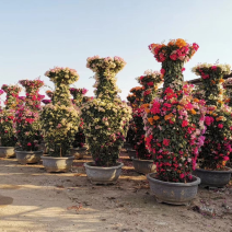 紫薇花瓶造型骨架，三角梅花瓶，圆柱骨架