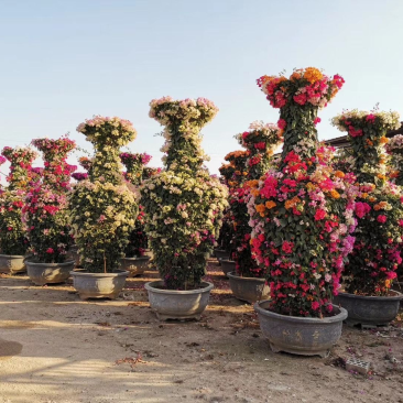 紫薇花瓶造型骨架，三角梅花瓶，圆柱骨架