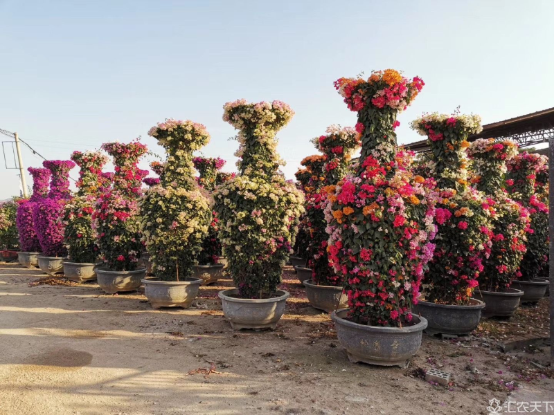 紫薇花瓶造型骨架，三角梅花瓶，圆柱骨架