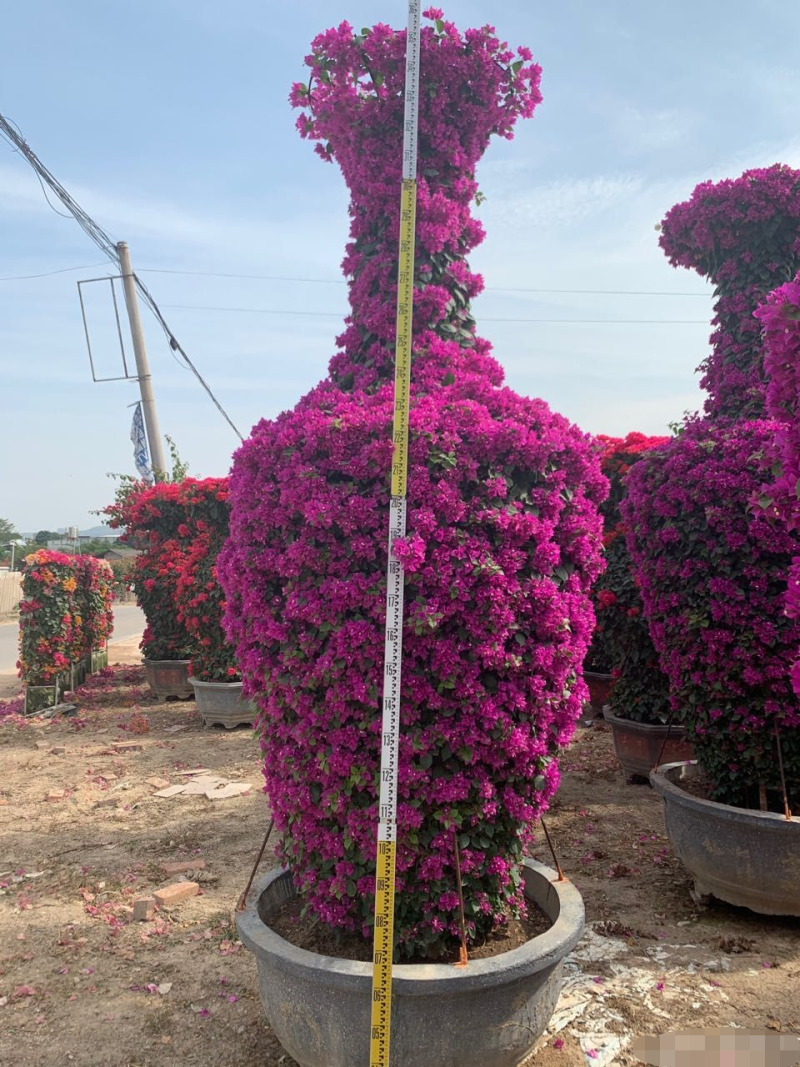 紫薇花瓶造型骨架，三角梅花瓶，圆柱骨架