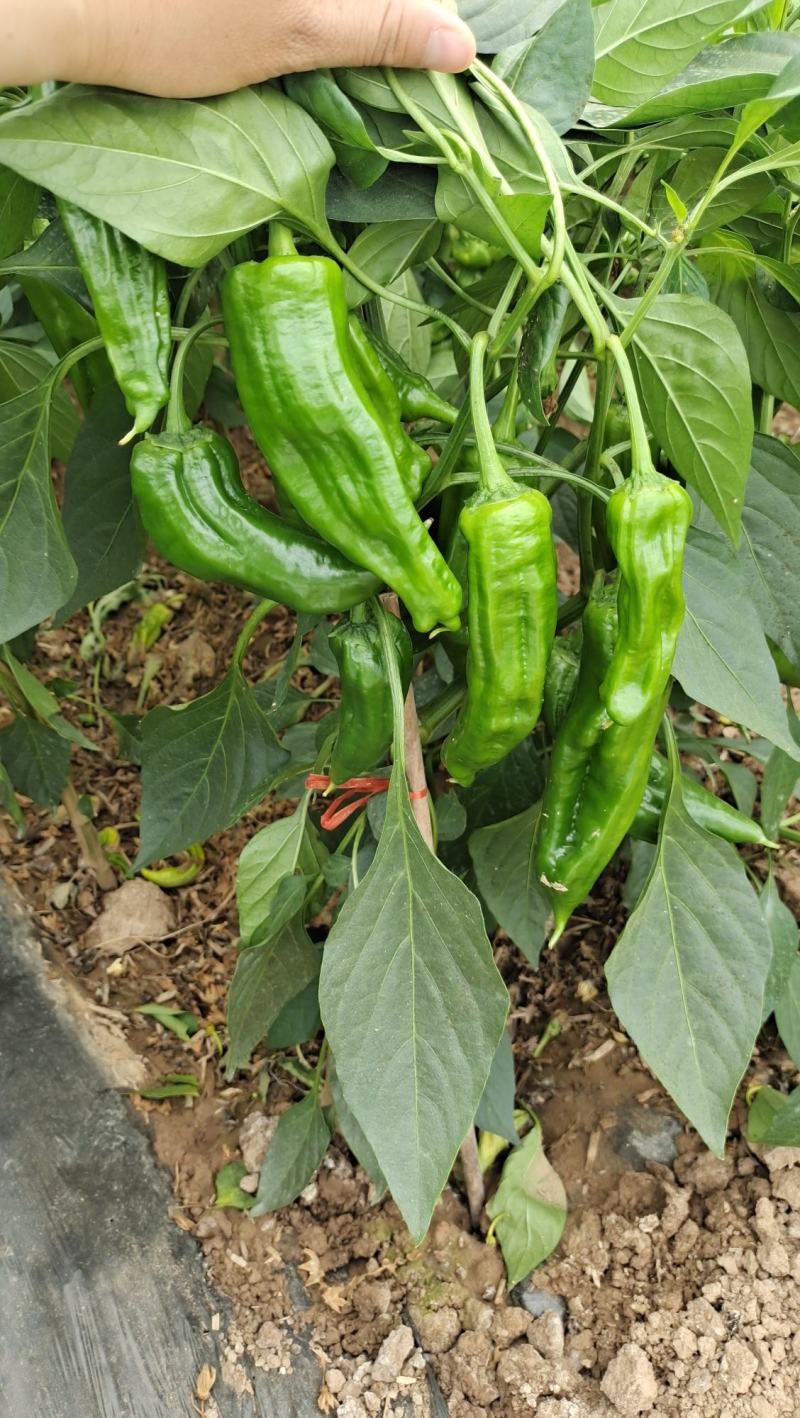 大量供应辣椒