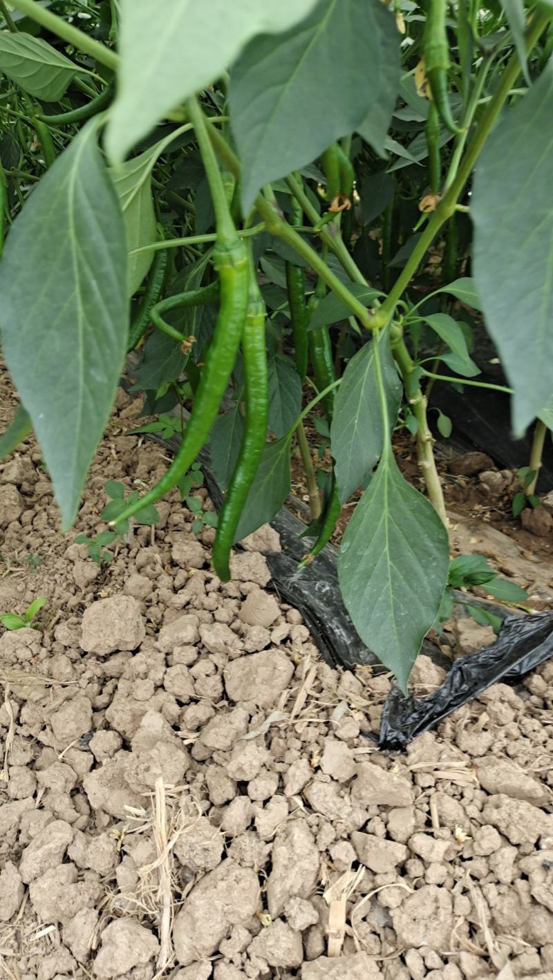 大量供应辣椒