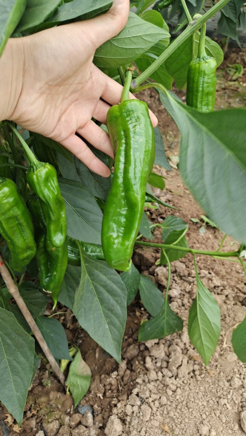 大量供应辣椒