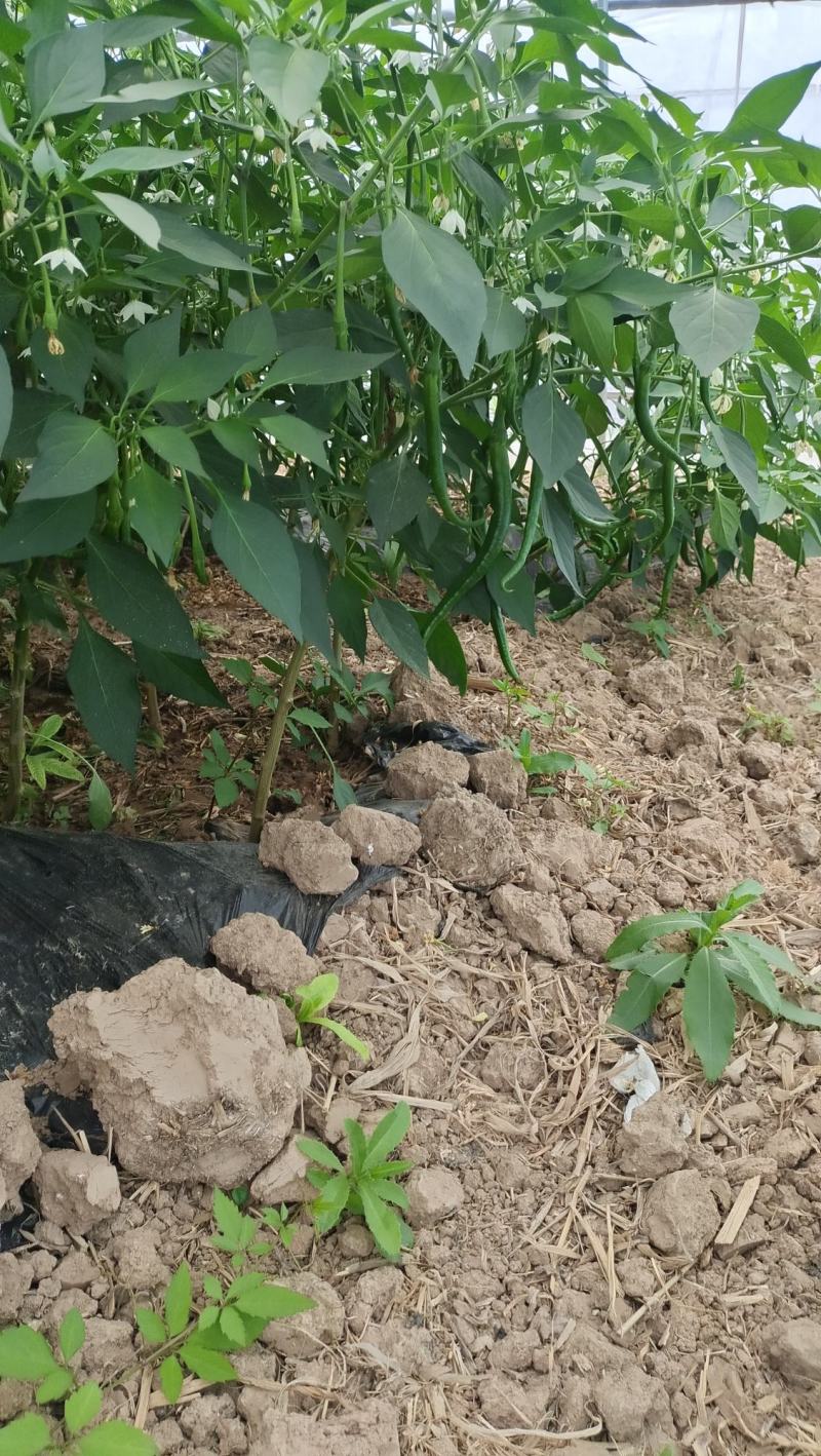 大量供应辣椒