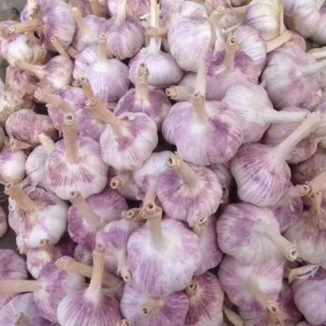 大蒜2024年新蒜金乡紫皮大蒜干大蒜个大皮红颗粒饱满