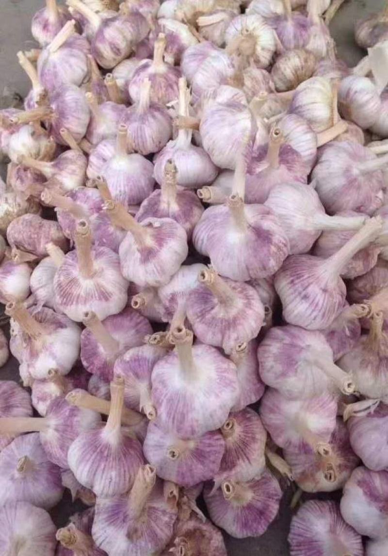 大蒜2024年新蒜金乡紫皮大蒜干大蒜个大皮红颗粒饱满