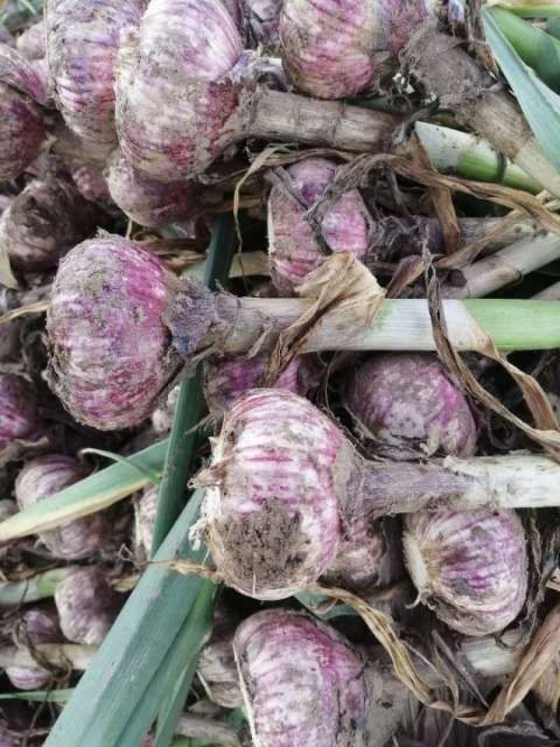 大蒜2024年新蒜金乡紫皮大蒜干大蒜个大皮红颗粒饱满