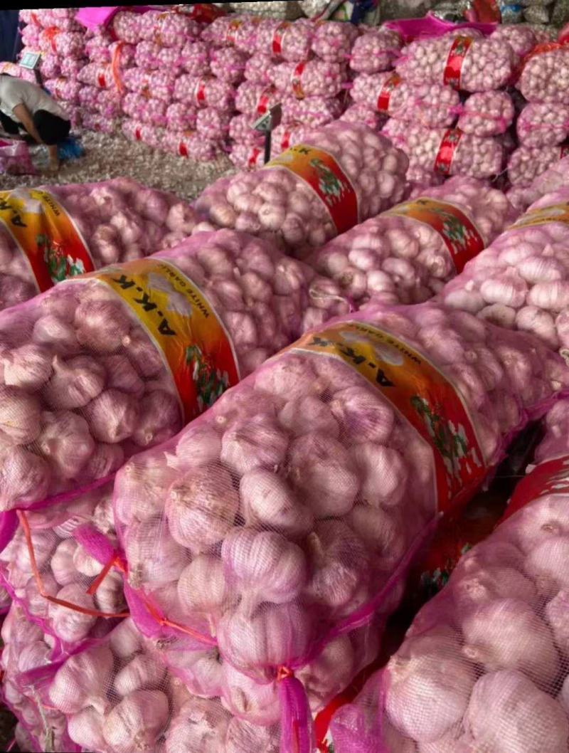 大蒜2024年新蒜金乡紫皮大蒜干大蒜个大皮红颗粒饱满