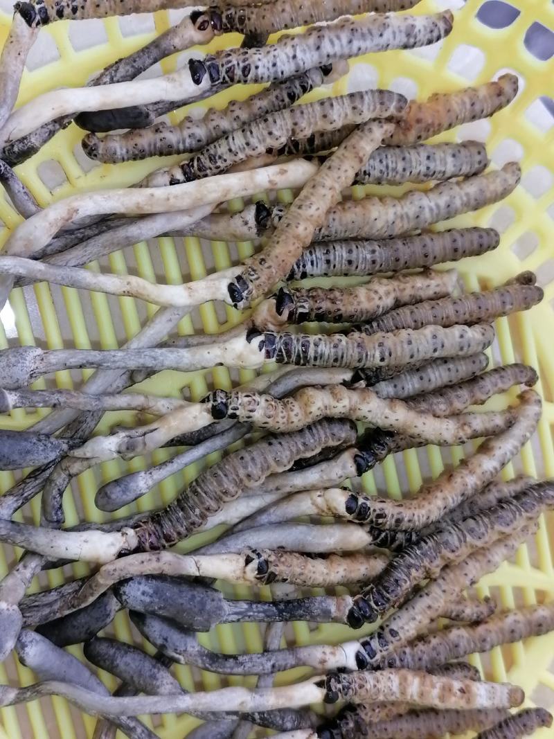 冬虫夏草