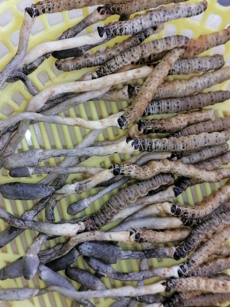 冬虫夏草