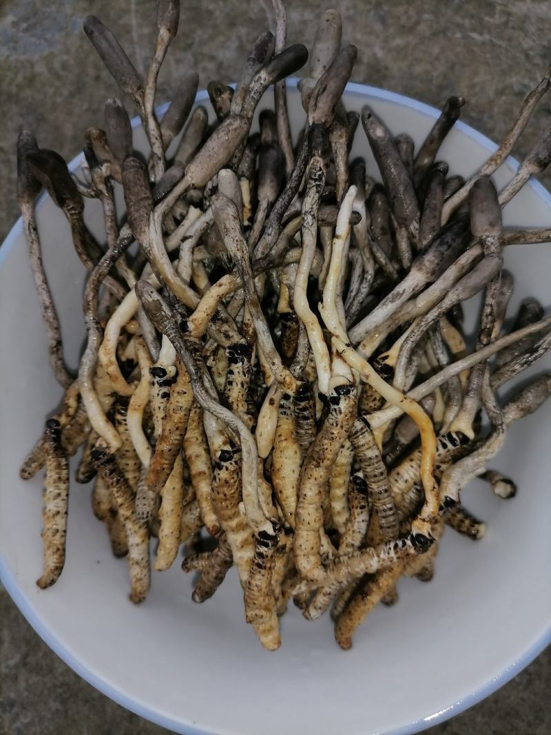 冬虫夏草