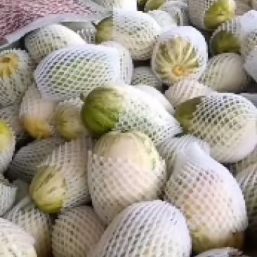 花豹