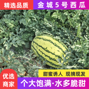 宁夏硒砂瓜代办产地直供各大超市水果市场_诚信代发全国
