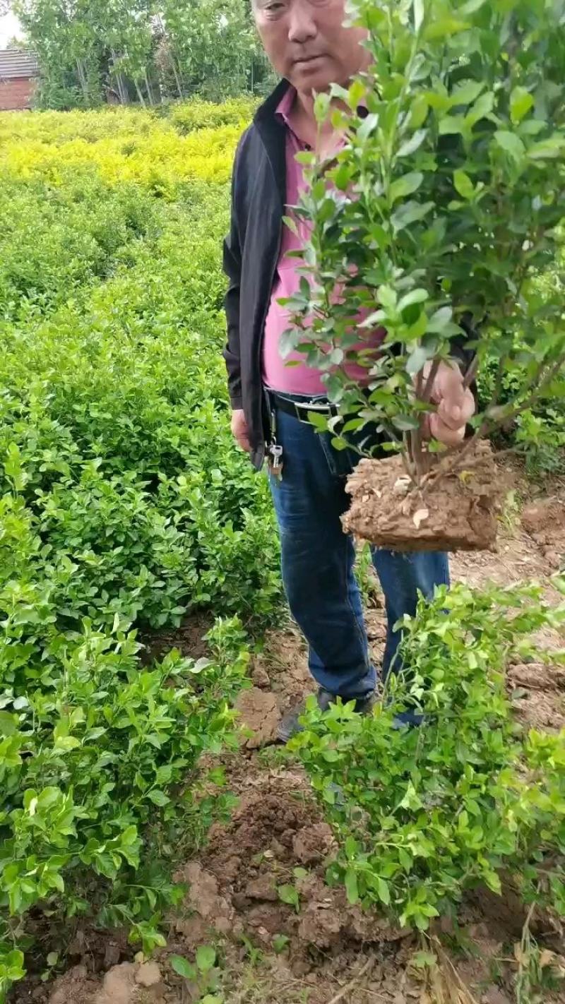 卫矛卫矛球支持视频看货保质保量