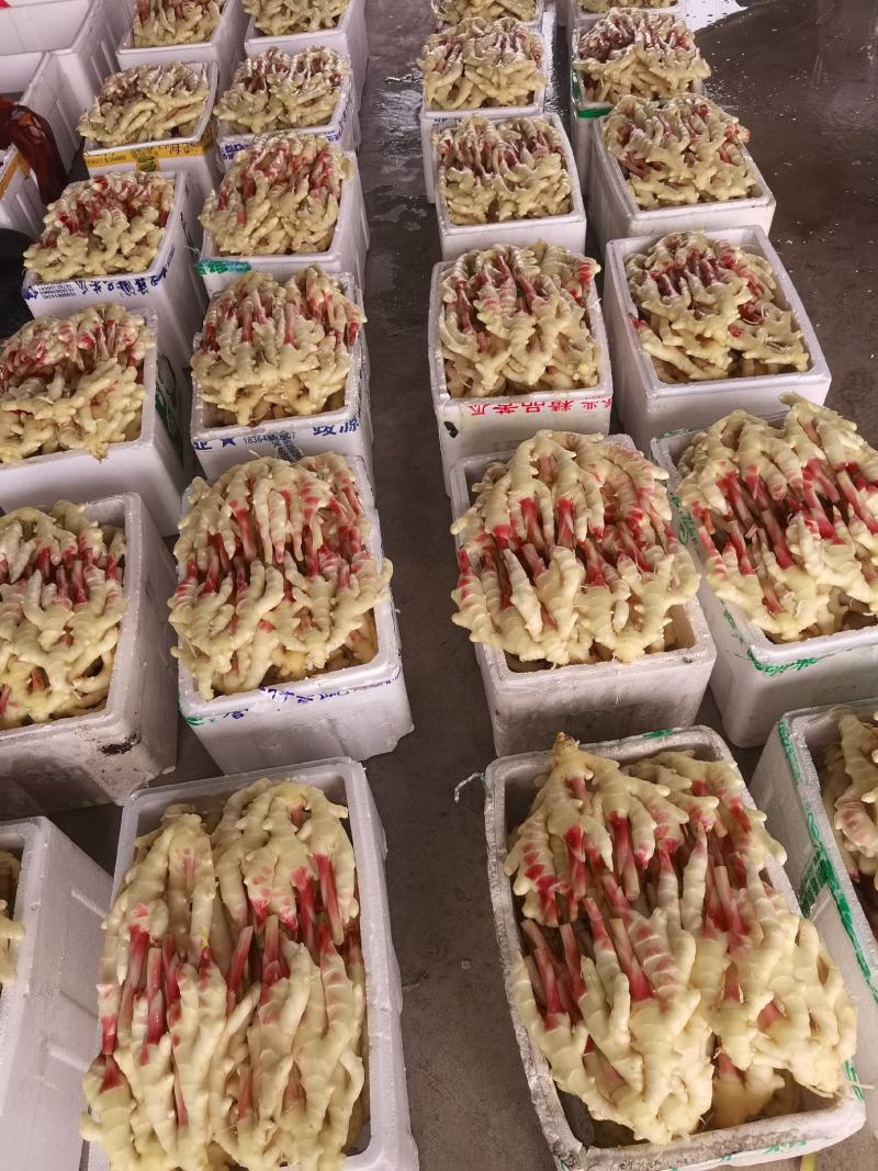老姜嫩姜