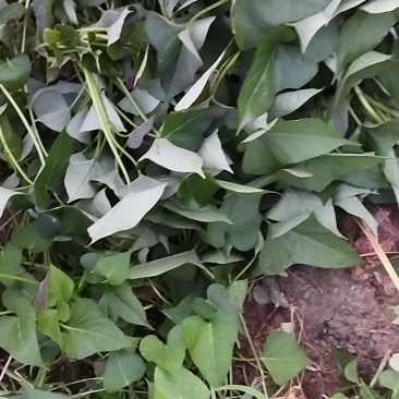 种苗