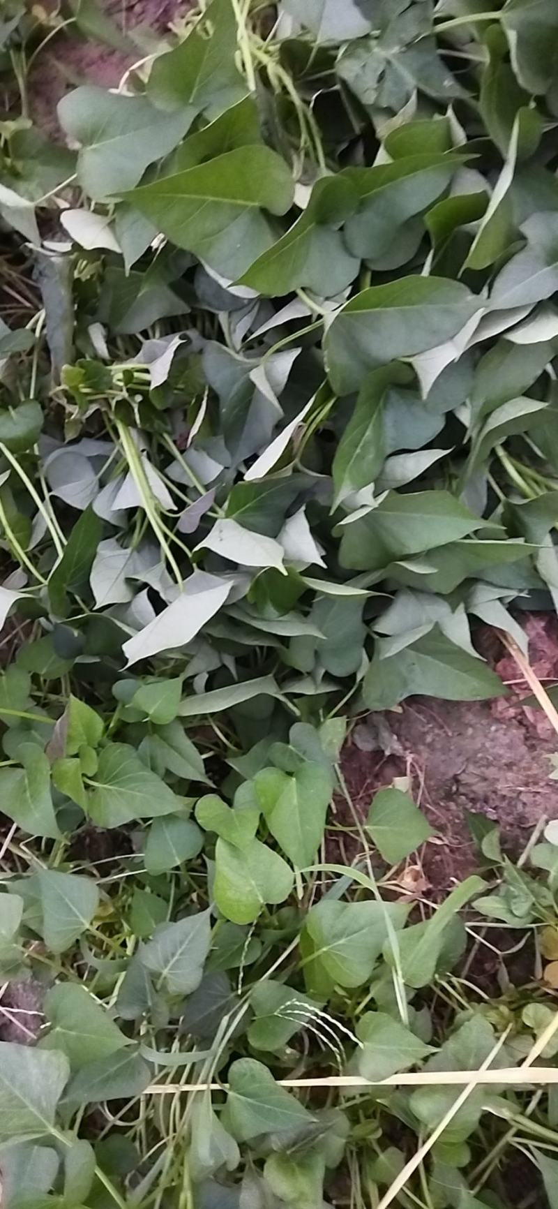 种苗