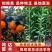 【推荐】各种精品柑橘苗大量现货速发现挖现发欢迎选购