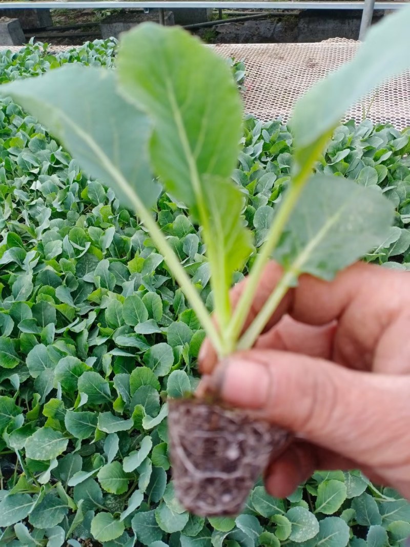 韩绿甘蓝苗耐热绿甘蓝苗包菜苗大头菜种苗耐高温不裂