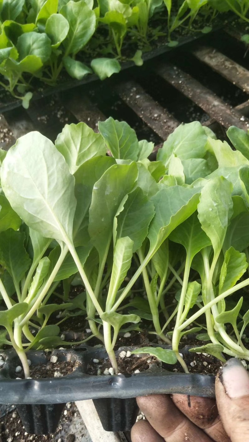 韩绿甘蓝苗耐热绿甘蓝苗包菜苗大头菜种苗耐高温不裂