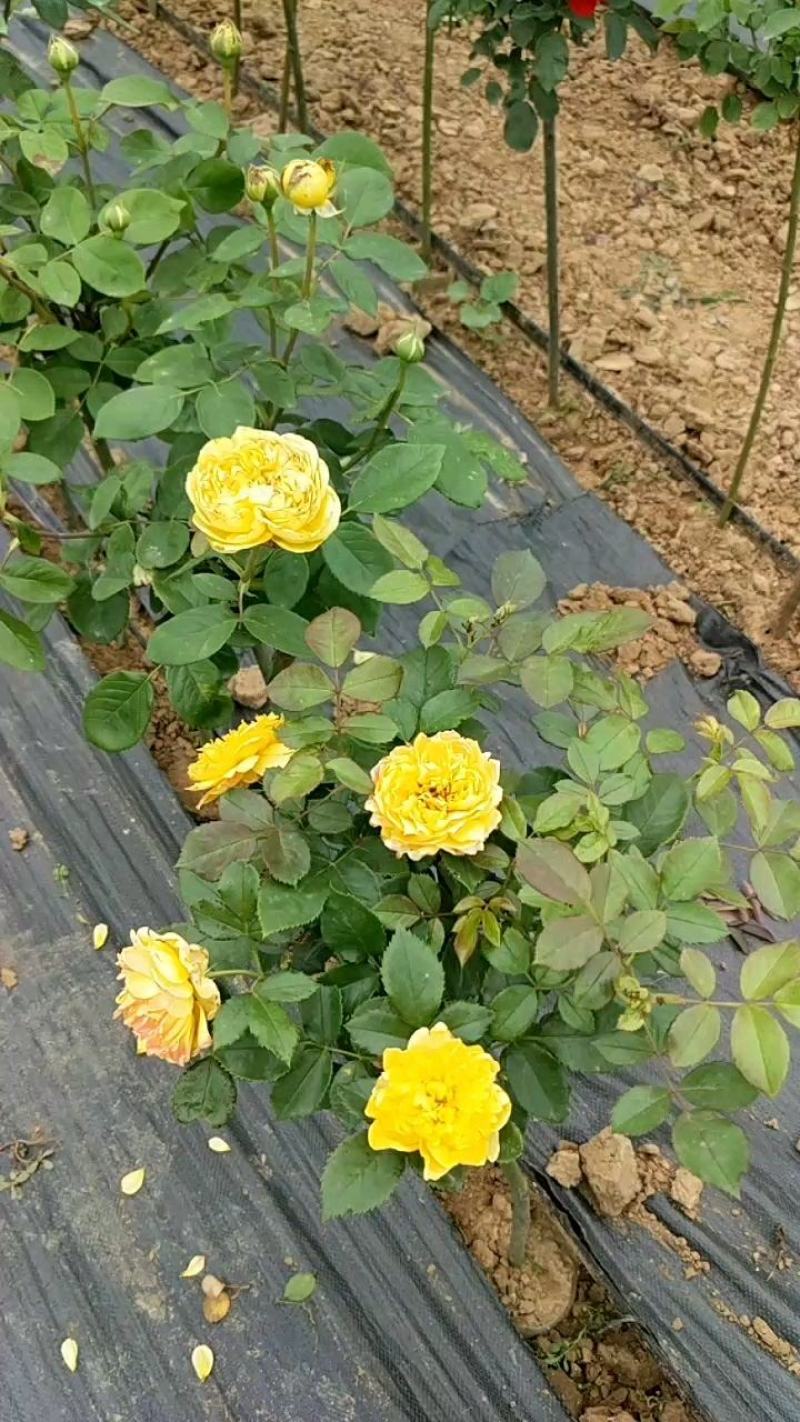 小高杆月季双色月季树月季批发棒棒糖月季多色月季树